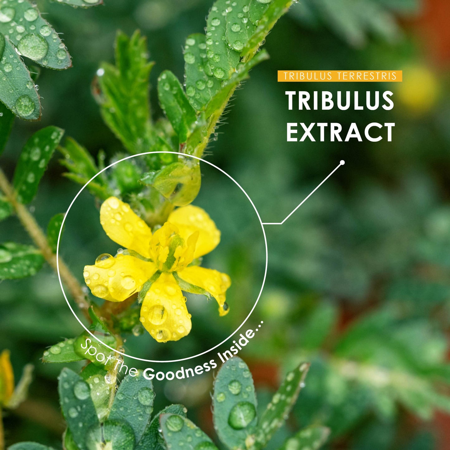 💥 Tribulus Terrestris 5000 mg – 120 веган капсули